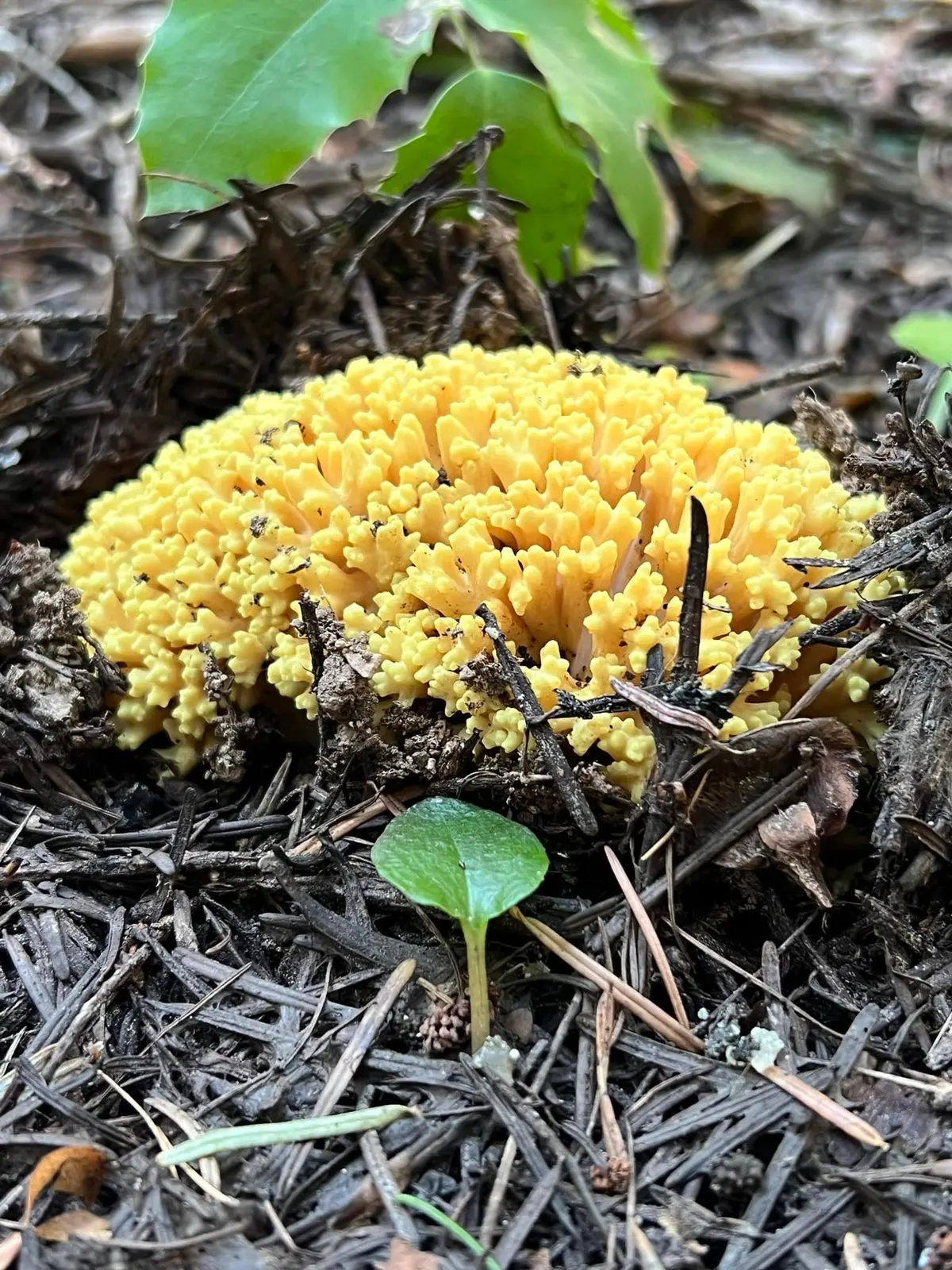 Coral Mushroom found my NIMA member